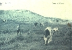 Belgien Kühe auf der Weide o 10.3.1915