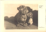 2 dachshunds 1935