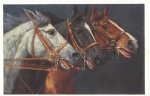 3 horse heads artist card A. Koch * ca. 1920