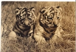 young Siberian tiger, * approx. 1970