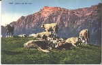 Cows on the alp, * approx. 1920