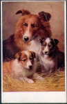 Colly with puppies artist card C. Reichart * ca. 1920