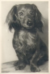 Dachshund real photo in AK format, * approx. 1940