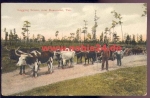 Herd of cattle in Texas, Logging Scene near Beaumont * approx. 1905