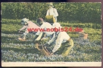 Massachusetts Cranberry Picking Cape Cod *ca. 1905