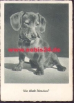 Dackel o 3.6.1942