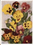 Stiefmütterchen Blumen * ca. 1950