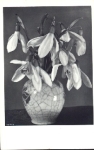 Schneeglöckchen in Vase, gebr. ca. 1930