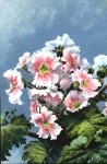 Geranien gebr. 23.6.1913