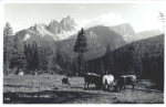 Croda da Lago cows *approx. 1940