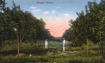Agriculture, Orange Plantation * ca. 1920