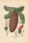 Spruce Coniferae Pinus Abies original lithograph around 1880 