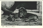 Hannover Zoo Tierpark Lions * c. 1960
