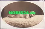 Naked child on sheepskin, real photo * approx. 1920