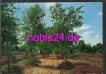 29614 Luneburg Heath beautiful nature *ca.1950
