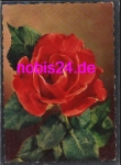 Rose Geburtstagskarte o 8.11.1960
