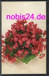 Lorraine Begonias *ca.1950