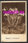 Snowdrop *ca.1930