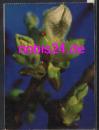 Chestnut Blossoms *ca.1975