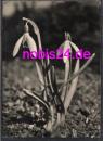 Snowdrop *ca.1965