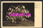 Snowdrop *ca.1935