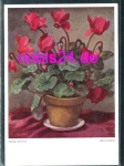 Cyclamen in a pot * around 1950