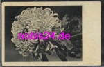 Dahlia *ca.1940