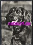 Irish Setter dog *ca.1979