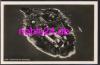 83256 Chiemsee  the Fraueninsel aerial view *ca.1960
