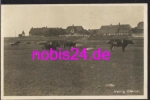 25869 Hallig Oland cows *ca.1940