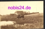 25980 Sylt pasture with cows *ca.1930