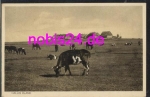25869 Hallig Oland cows *ca.1920
