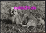 Peking Palace Dog * around 1977