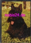 Scottish Terrier dog * around 1980