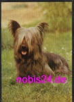 Skye Terrier dog * around 1980
