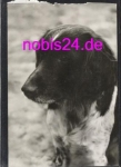 small dog * around 1979