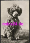 Poodle puppy apricot dog * around 1980