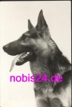 German shepherd * around 1975