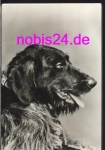 beautiful dog * around 1978
