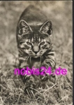 little cat in the grass * around 1974