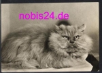 evil cat look * around 1974