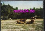 33758 Stutenbrock Safariland Löwen o ca.1970