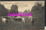 36341 Lauterbach herd of young cattle * around 1920