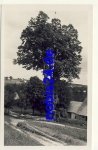 Kunvald Cechach Bratrska lipa  *ca.1940