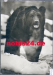Bear Kamchatka Bear * approx. 1980