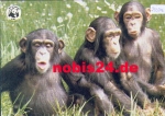 Monkeys 3 chimpanzees * approx. 1970