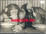 Monkeys chimpanzees eating porridge o 5.7.1965