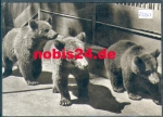 Young brown bears in the Schwerin Zoo on 22.5.1973