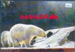 Polar bears * around 1980