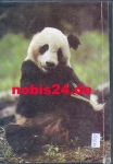 Panda bear chewing bamboo *ca. 1960